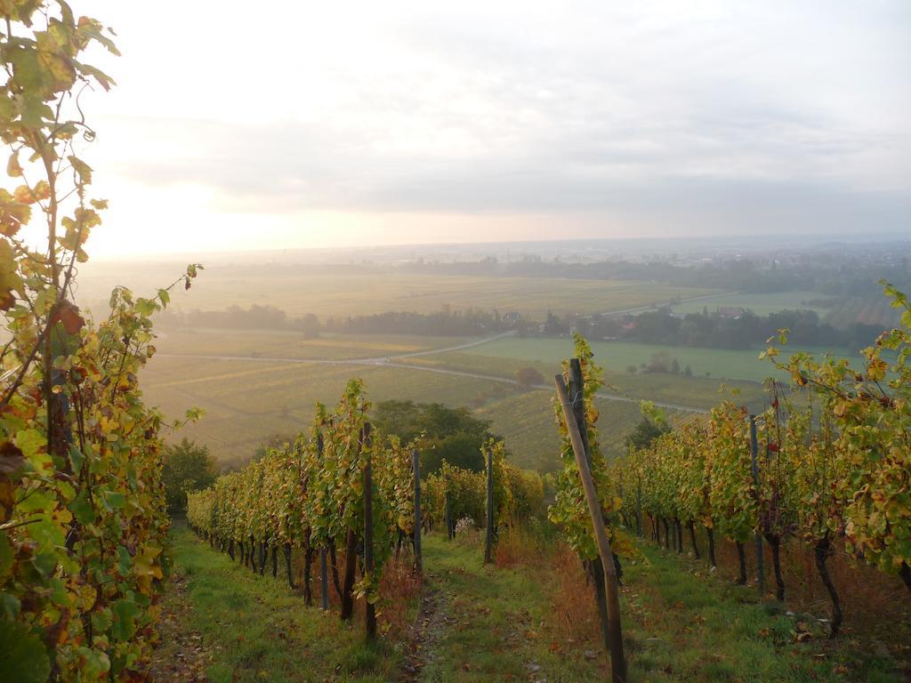 Vignobles Frey-Sohler Lejlighed Scherwiller Eksteriør billede