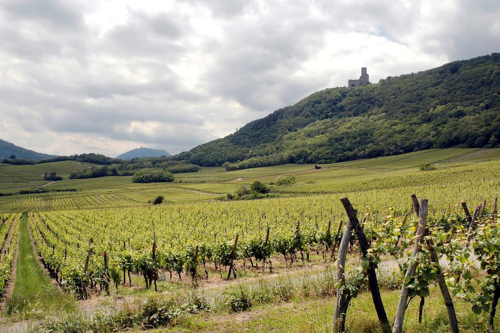 Vignobles Frey-Sohler Lejlighed Scherwiller Eksteriør billede